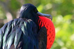 Anette Lefev: Galapagos - Fregattvogel