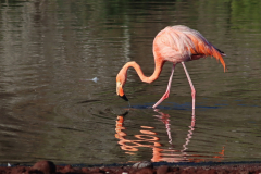 Anette Lefev: Galapagos-Flamingo