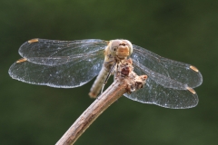 Cäcilie van Hagen: Libellensommer