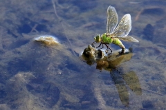 Cäcilie van Hagen: Libellensommer