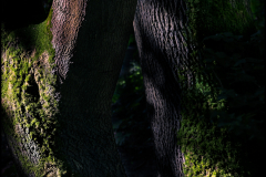 Platz 12 des Monatsthemas Wald und Bäume: Gerry Gough