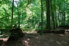 Volker Düsterloh Im Wald