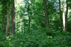 Volker Düsterloh Im Wald
