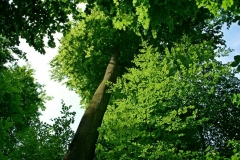 Volker Düsterloh Im Wald