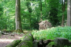 Volker Düsterloh Im Wald