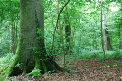Volker Düsterloh Im Wald