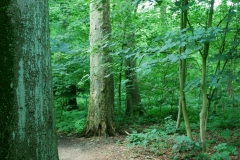 Volker Düsterloh Im Wald