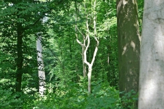 Volker Düsterloh Im Wald