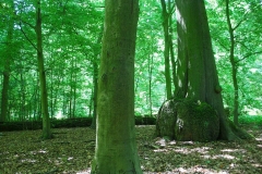 Volker Düsterloh Im Wald