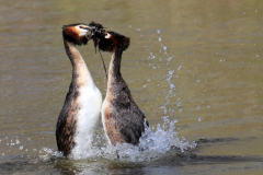 Cäcilie van Hagen: Aus dem Leben der Haubentaucher. Bildtitel: Balztanz