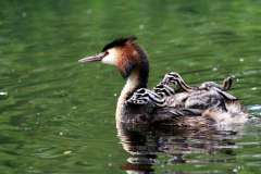 Cäcilie van Hagen: Aus dem Leben der Haubentaucher. Bildtitel: Mutterschiff