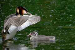 Cäcilie van Hagen: Aus dem Leben der Haubentaucher. Bildtitel: Von Küken zum Jungvogel