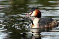 Cäcilie van Hagen: Aus dem Leben der Haubentaucher. Bildtitel: Jagdglück.