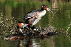 Cäcilie van Hagen: Aus dem Leben der Haubentaucher. Bildtitel: Schwimmnest