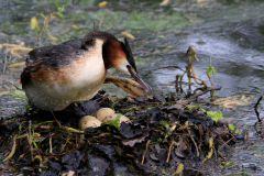 Cäcilie van Hagen: Aus dem Leben der Haubentaucher. Bildtitel: Gelege