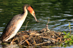 Cäcilie van Hagen: Aus dem Leben der Haubentaucher. Bildtitel: Die Hälfte ist geschafft.