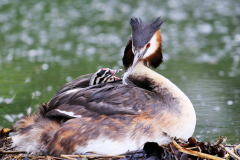 Cäcilie van Hagen: Aus dem Leben der Haubentaucher. Bildtitel: Federfütterung für den Magenschutz