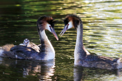 Cäcilie van Hagen: Aus dem Leben der Haubentaucher. Bildtitel: Gemeinsam.