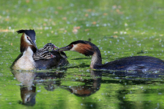 Cäcilie van Hagen: Aus dem Leben der Haubentaucher. Bildtitel: Und heute gibt es kleine Fischchen