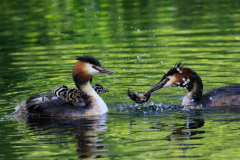 Cäcilie van Hagen: Aus dem Leben der Haubentaucher. Bildtitel: Und jetzt Flusskrebse