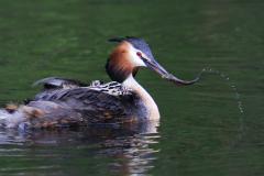 Cäcilie van Hagen: Aus dem Leben der Haubentaucher. Bildtitel: Frischlieferung