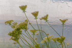 Herbert Rulf: Im Botanischen Garten Neuss