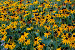 Herbert Rulf: Im Botanischen Garten Neuss