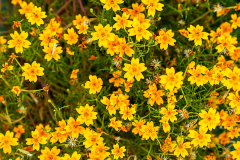 Herbert Rulf: Im Botanischen Garten Neuss