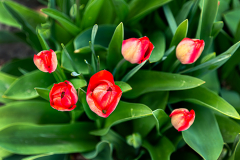 Herbert Rulf: Im Botanischen Garten Neuss