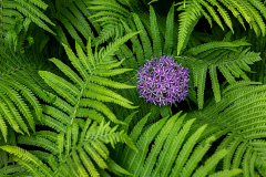 Herbert Rulf: Im Botanischen Garten Neuss