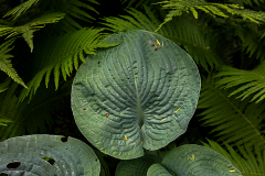Herbert Rulf: Im Botanischen Garten Neuss