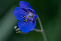 Melita Kahl: Blumen Makro