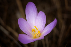 Melita Kahl: Blumen Makro