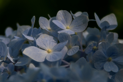 Melita Kahl: Blumen Makro