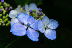 Melita Kahl: Blumen Makro