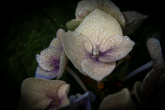 Melita Kahl: Blumen Makro