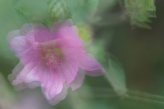 Melita Kahl: Blumen Makro