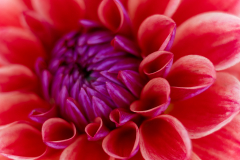 Melita Kahl: Blumen Makro