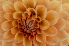 Melita Kahl: Blumen Makro