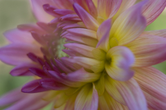 Melita Kahl: Blumen Makro