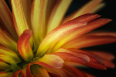 Melita Kahl: Blumen Makro