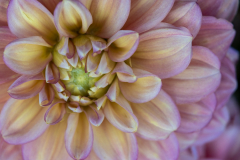 Melita Kahl: Blumen Makro