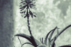 Herbert Rulf: Blumen aus aller Welt