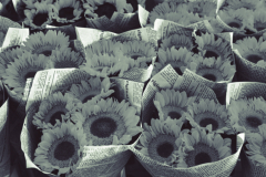 Herbert Rulf: Blumen aus aller Welt