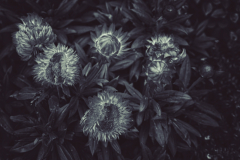 Herbert Rulf: Blumen aus aller Welt