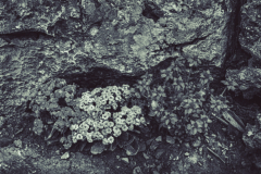 Herbert Rulf: Blumen aus aller Welt