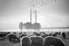 Bärbel Brechtel: Spaziergänge am Rheinufer in Oberkassel