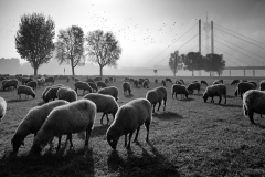 Bärbel Brechtel: Spaziergänge am Rheinufer in Oberkassel