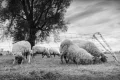 Bärbel Brechtel: Spaziergänge am Rheinufer in Oberkassel