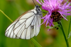 Dr.C.H.Bellinger: Heimischer Schmetterling